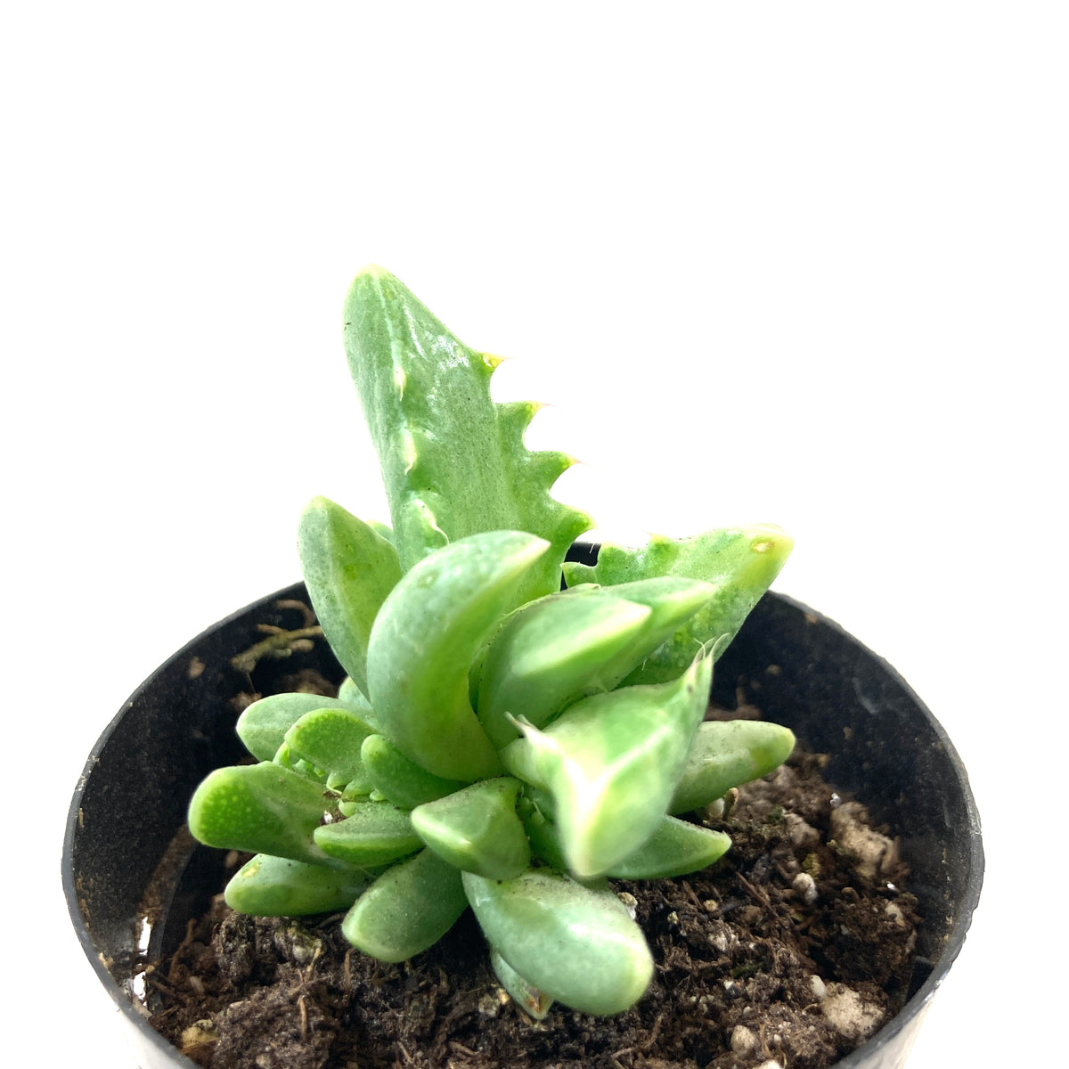 Succulent, 2in, Variegated Tiger Jaws - Floral Acres Greenhouse & Garden Centre