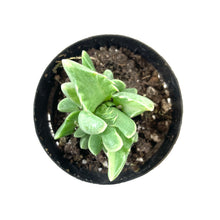 Load image into Gallery viewer, Succulent, 2in, Variegated Tiger Jaws - Floral Acres Greenhouse & Garden Centre