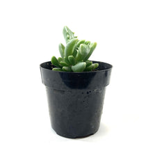 Load image into Gallery viewer, Succulent, 2in, Variegated Tiger Jaws - Floral Acres Greenhouse & Garden Centre