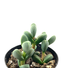 Load image into Gallery viewer, Succulent, 2in, Beads Lampranthus - Floral Acres Greenhouse & Garden Centre
