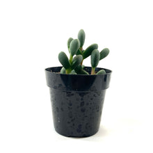 Load image into Gallery viewer, Succulent, 2in, Beads Lampranthus - Floral Acres Greenhouse & Garden Centre