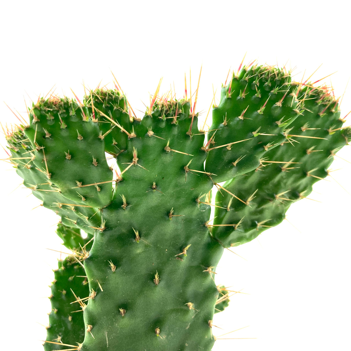 Cactus, 9cm, Consolea falcata 'Caribbean Tree' - Floral Acres Greenhouse & Garden Centre