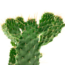 Load image into Gallery viewer, Cactus, 9cm, Consolea falcata 'Caribbean Tree' - Floral Acres Greenhouse & Garden Centre