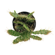 Load image into Gallery viewer, Cactus, 9cm, Consolea falcata 'Caribbean Tree' - Floral Acres Greenhouse & Garden Centre