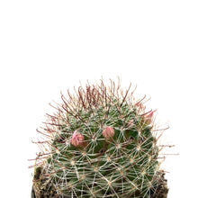 Load image into Gallery viewer, Cactus, 2.5in, Mammillaria Zeilmanniana Pink Crown - Floral Acres Greenhouse & Garden Centre