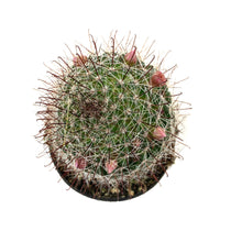 Load image into Gallery viewer, Cactus, 2.5in, Mammillaria Zeilmanniana Pink Crown - Floral Acres Greenhouse & Garden Centre