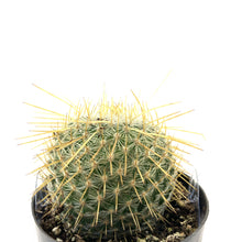 Load image into Gallery viewer, Cactus, 2.5in, Golden Pincushion - Floral Acres Greenhouse & Garden Centre