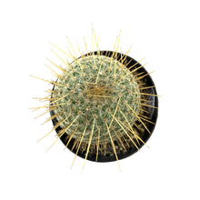 Load image into Gallery viewer, Cactus, 2.5in, Golden Pincushion - Floral Acres Greenhouse & Garden Centre