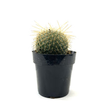 Load image into Gallery viewer, Cactus, 2.5in, Golden Pincushion - Floral Acres Greenhouse & Garden Centre