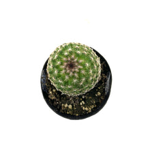 Load image into Gallery viewer, Cactus, 2.5in, Echinopsis 'Rose Quartz' - Floral Acres Greenhouse & Garden Centre