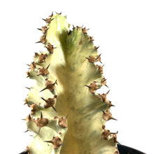Load image into Gallery viewer, Cactus, 8in, African Golden Candelabra - Floral Acres Greenhouse & Garden Centre
