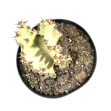 Load image into Gallery viewer, Cactus, 8in, African Golden Candelabra - Floral Acres Greenhouse & Garden Centre