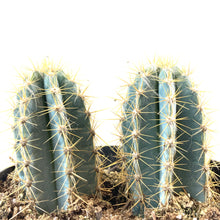 Load image into Gallery viewer, Cactus, 8in, P. azureus 'Blue Candle' - Floral Acres Greenhouse & Garden Centre