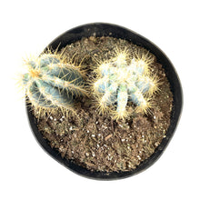 Load image into Gallery viewer, Cactus, 8in, P. azureus 'Blue Candle' - Floral Acres Greenhouse & Garden Centre