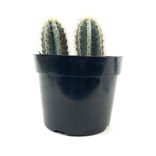 Load image into Gallery viewer, Cactus, 8in, P. azureus 'Blue Candle' - Floral Acres Greenhouse & Garden Centre