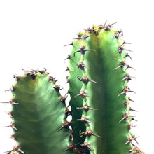 Load image into Gallery viewer, Cactus, 8in, Candelabra 'Chocolate Drop' - Floral Acres Greenhouse & Garden Centre