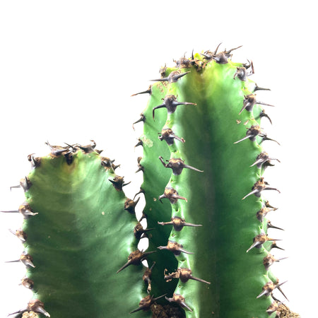 Cactus, 8in, Candelabra 'Chocolate Drop' - Floral Acres Greenhouse & Garden Centre