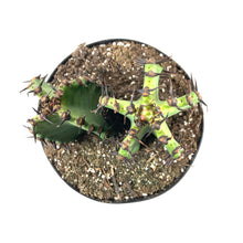 Load image into Gallery viewer, Cactus, 8in, Candelabra 'Chocolate Drop' - Floral Acres Greenhouse & Garden Centre