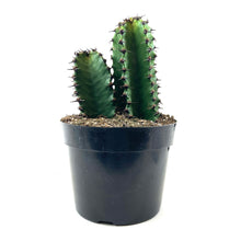 Load image into Gallery viewer, Cactus, 8in, Candelabra 'Chocolate Drop' - Floral Acres Greenhouse & Garden Centre