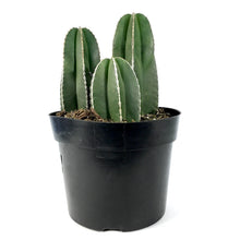 Load image into Gallery viewer, Cactus, 8in, Mexican Fence Post - Floral Acres Greenhouse & Garden Centre
