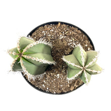 Load image into Gallery viewer, Cactus, 8in, Mexican Fence Post - Floral Acres Greenhouse & Garden Centre