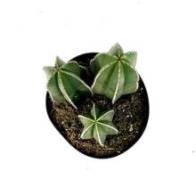 Load image into Gallery viewer, Cactus, 8in, Mexican Fence Post - Floral Acres Greenhouse & Garden Centre