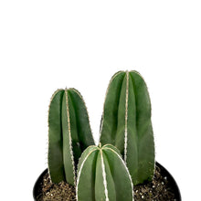 Load image into Gallery viewer, Cactus, 8in, Mexican Fence Post - Floral Acres Greenhouse & Garden Centre