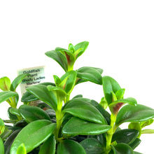Load image into Gallery viewer, Goldfish Plant, 4in Marlene - Floral Acres Greenhouse & Garden Centre
