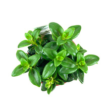 Load image into Gallery viewer, Goldfish Plant, 4in Marlene - Floral Acres Greenhouse & Garden Centre