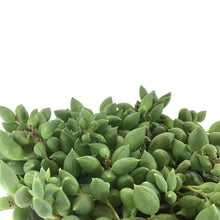Load image into Gallery viewer, String of Beans, 4in, Senecio radicans - Floral Acres Greenhouse & Garden Centre