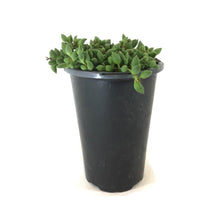 Load image into Gallery viewer, String of Beans, 4in, Senecio radicans - Floral Acres Greenhouse & Garden Centre