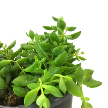 Load image into Gallery viewer, Cliff Cotyledon, 4in - Floral Acres Greenhouse & Garden Centre