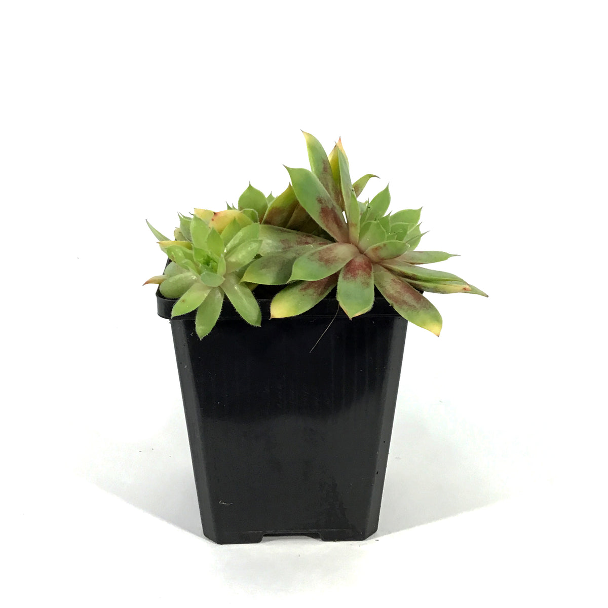 Chick Charms®, 3.5in, Gold Nugget™ Hens & Chicks