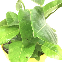 Load image into Gallery viewer, Ficus, 7.5in, Altissima Yellow Gem - Floral Acres Greenhouse & Garden Centre