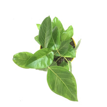 Load image into Gallery viewer, Ficus, 7.5in, Altissima Yellow Gem - Floral Acres Greenhouse & Garden Centre