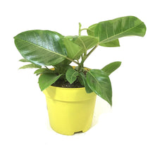 Load image into Gallery viewer, Ficus, 7.5in, Altissima Yellow Gem - Floral Acres Greenhouse & Garden Centre