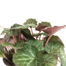Load image into Gallery viewer, Begonia, 4in, Strawberry - Floral Acres Greenhouse & Garden Centre
