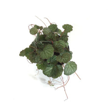 Load image into Gallery viewer, Begonia, 4in, Strawberry - Floral Acres Greenhouse & Garden Centre