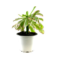Load image into Gallery viewer, Succulent, 3.5in, Aeonium Luteovariegatum - Floral Acres Greenhouse & Garden Centre