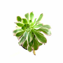 Load image into Gallery viewer, Succulent, 3.5in, Aeonium Luteovariegatum - Floral Acres Greenhouse & Garden Centre