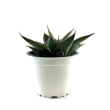 Load image into Gallery viewer, Succulent, 3.5in, Agave Shaka Zulu - Floral Acres Greenhouse & Garden Centre