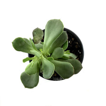 Load image into Gallery viewer, Succulent, 3.5in, Cotyledon Choco Line - Floral Acres Greenhouse & Garden Centre