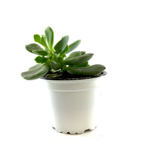 Load image into Gallery viewer, Succulent, 3.5in, Cotyledon Choco Line - Floral Acres Greenhouse & Garden Centre