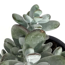 Load image into Gallery viewer, Succulent, 3.5in, Cotyledon Orbiculata Higginsii