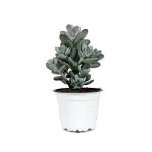 Load image into Gallery viewer, Succulent, 3.5in, Cotyledon Orbiculata Higginsii