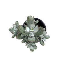 Load image into Gallery viewer, Succulent, 3.5in, Cotyledon Orbiculata Higginsii