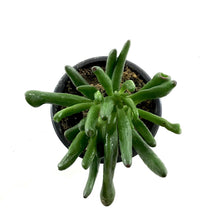 Load image into Gallery viewer, Succulent, 3.5in, Crassula Hobbit - Floral Acres Greenhouse & Garden Centre
