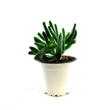 Load image into Gallery viewer, Succulent, 3.5in, Crassula Hobbit - Floral Acres Greenhouse & Garden Centre