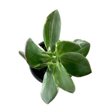Load image into Gallery viewer, Succulent, 3.5in, Crassula Jade Variegated - Floral Acres Greenhouse & Garden Centre