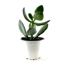 Load image into Gallery viewer, Succulent, 3.5in, Crassula Jade Variegated - Floral Acres Greenhouse & Garden Centre